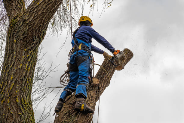 How Our Tree Care Process Works  in  Oceano, CA