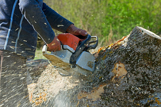 Best Stump Grinding and Removal  in Oceano, CA